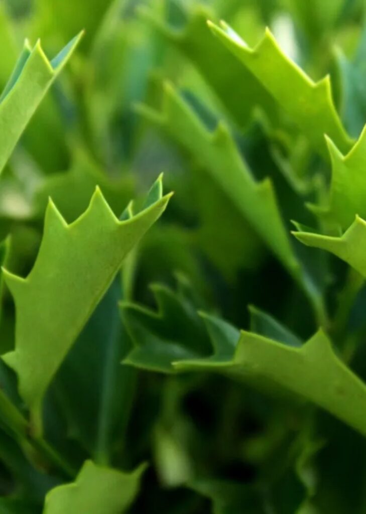 Oak Leaf Holly