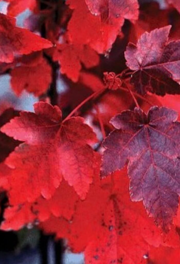 October Glory Red Maple