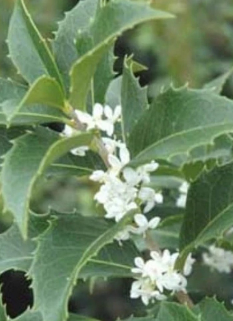 Fortune’s Tea Olive