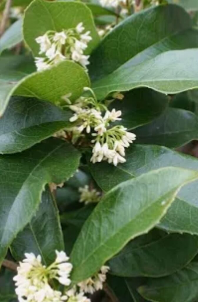 Fragrant Tea Olive