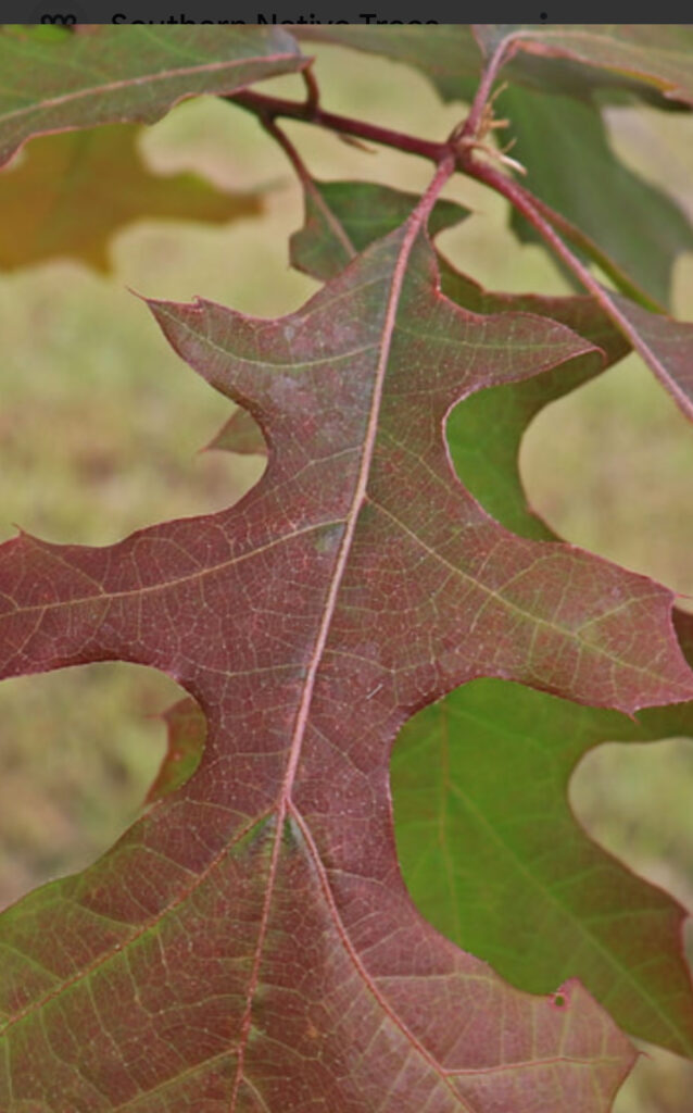 Overcup Oak