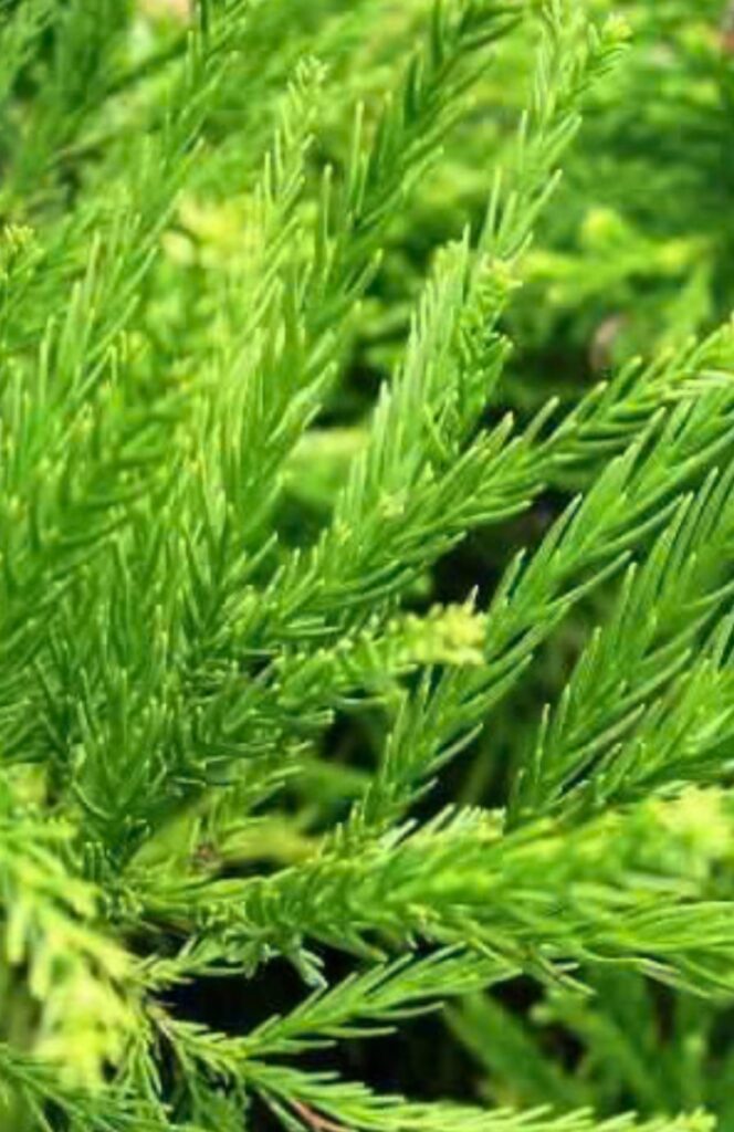 Radicans Cryptomeria
