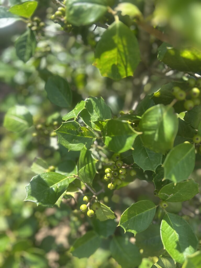 Satyr Hill Holly