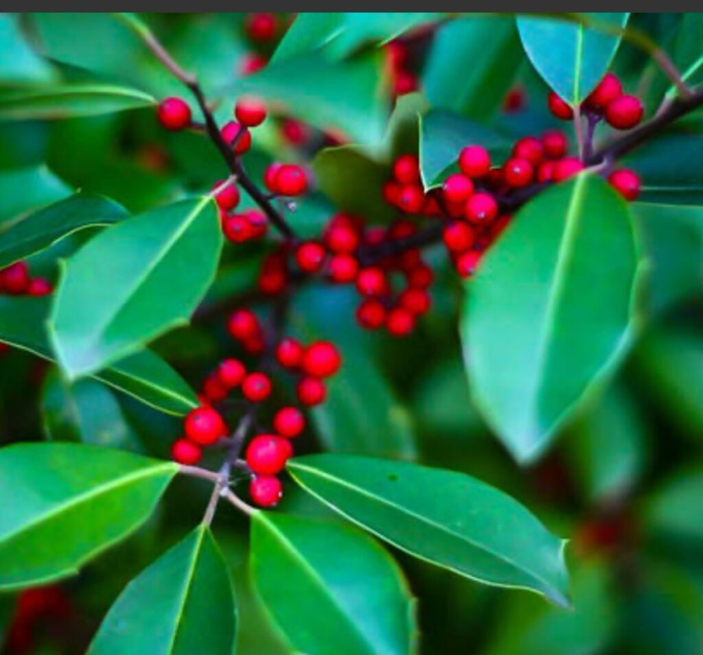 Savannah Holly