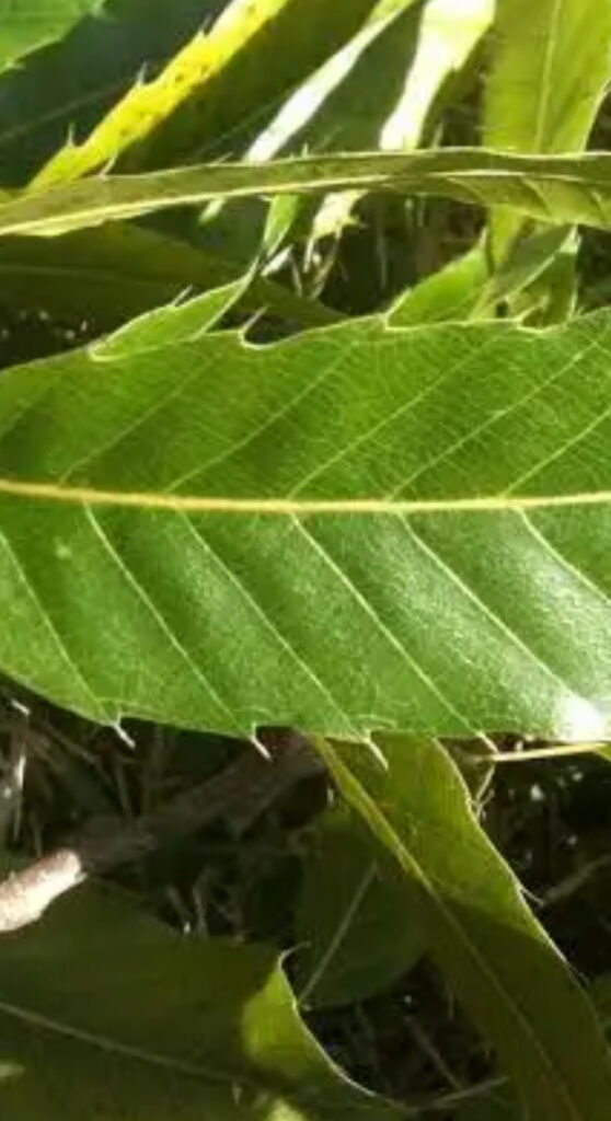 Sawtooth Oak