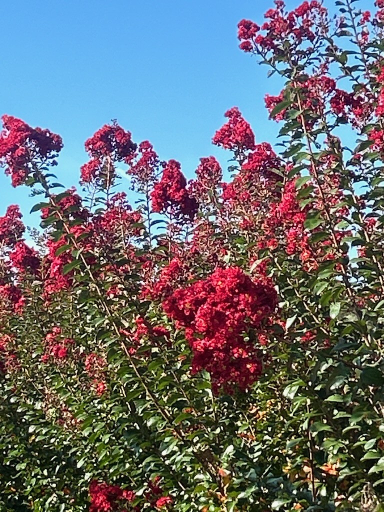 Scarlet Crape Myrtle