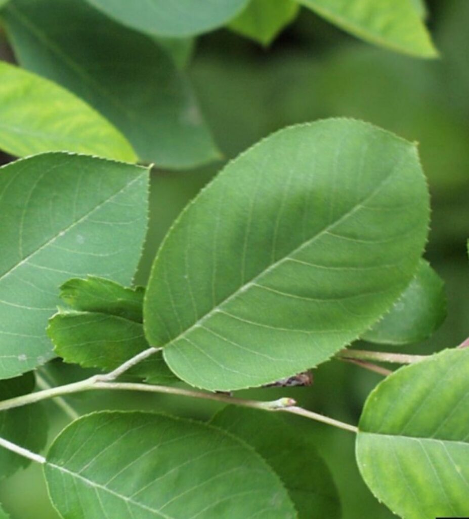 Serviceberry (multi-stem & standard)