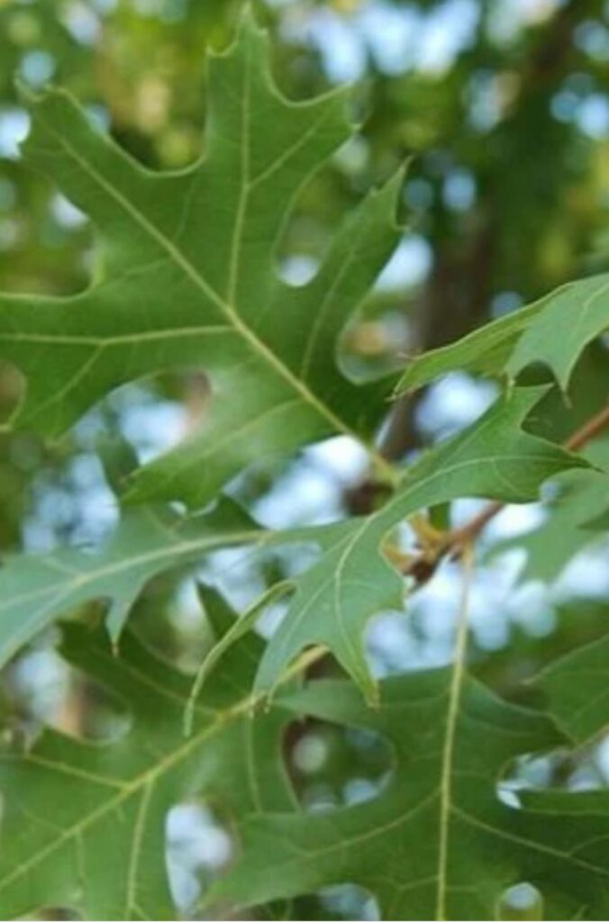 Shumard Oak