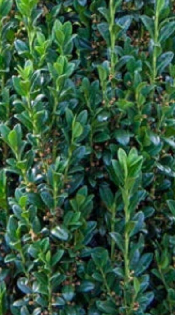 Sky Pencil Holly