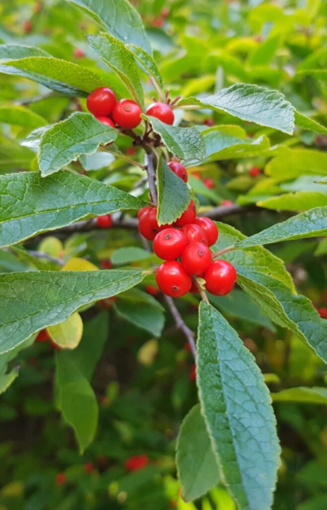 Sparkleberry Holly