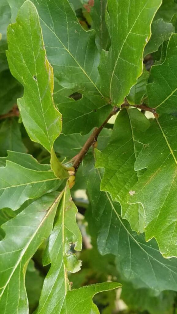 Swamp White Oak