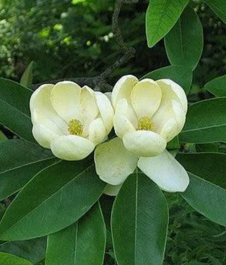 Sweetbay Magnolia