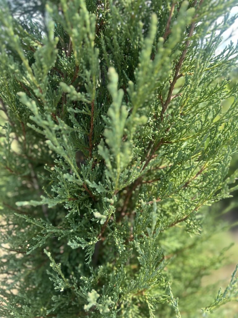 Taylor Juniper