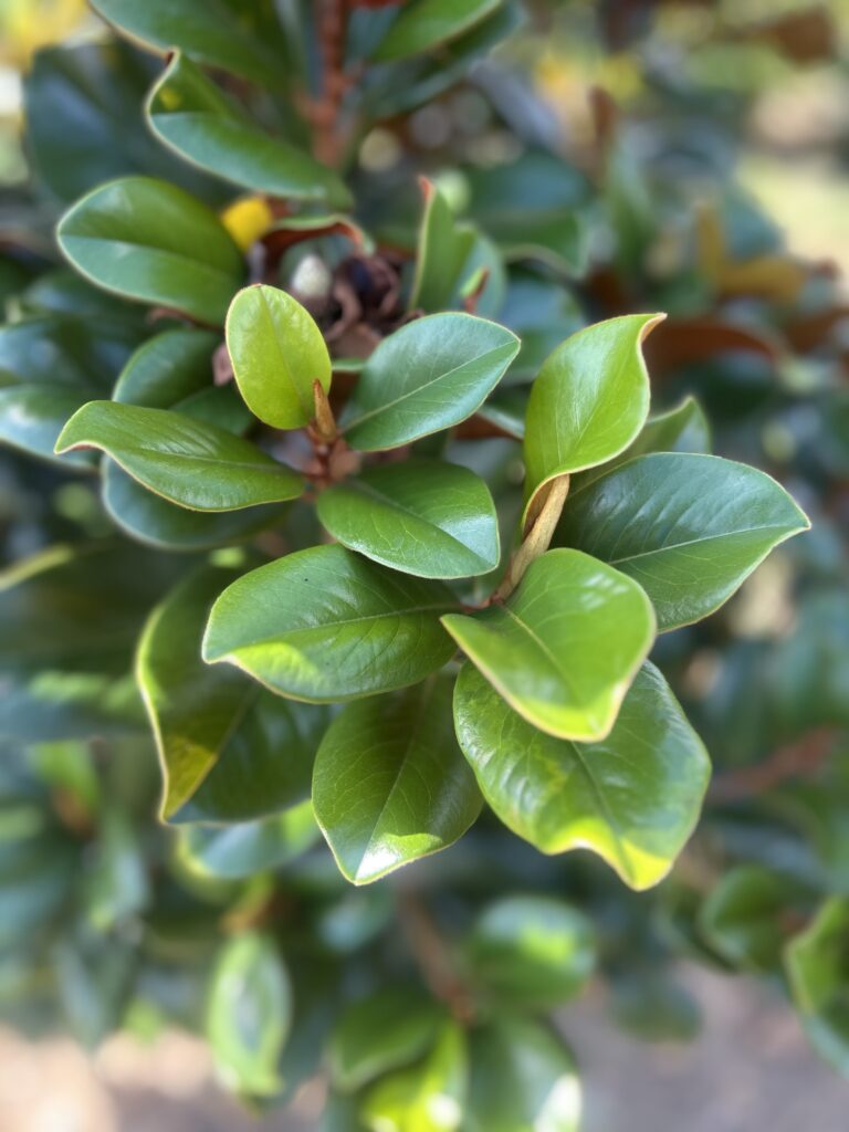 Teddy Bear Southern Magnolia