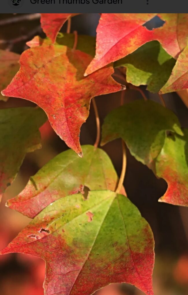 Trident Maple (standard -single-stem)