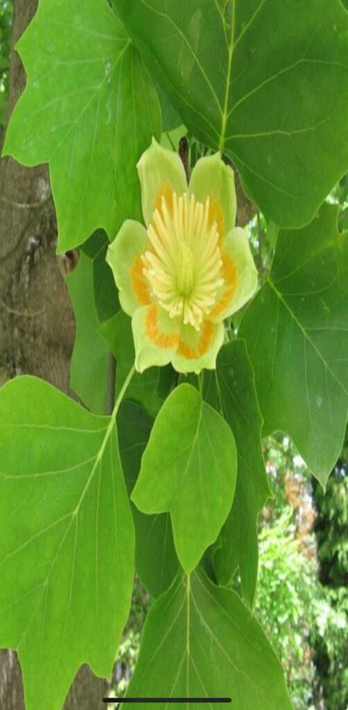 Tulip Poplar