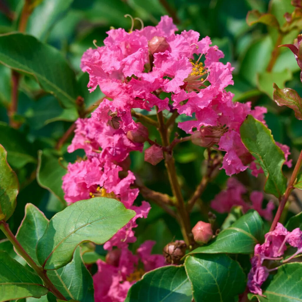Tuscarora Crape Myrtle