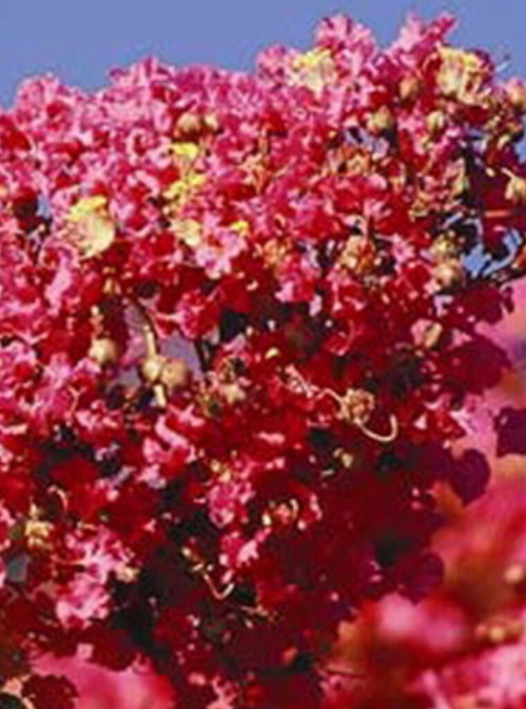 Tuskegee Crape Myrtle