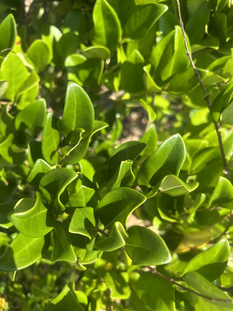 Waxleaf Ligustrum