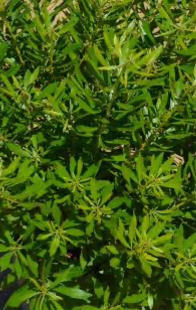 Southern Wax Myrtle