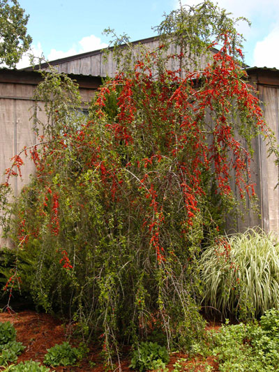 Weeping Yaupon Holly