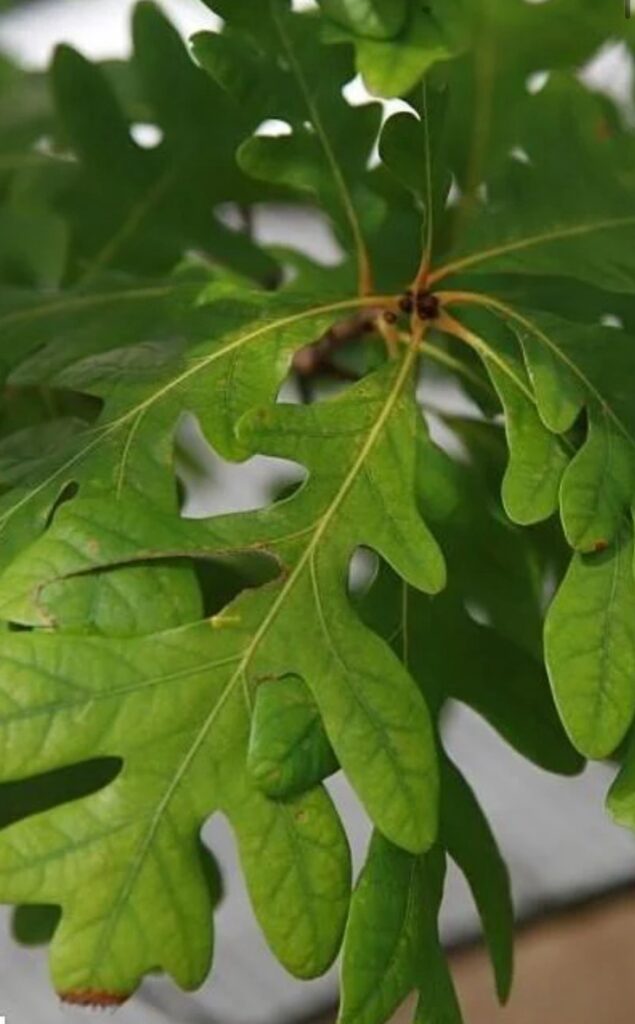 White Oak
