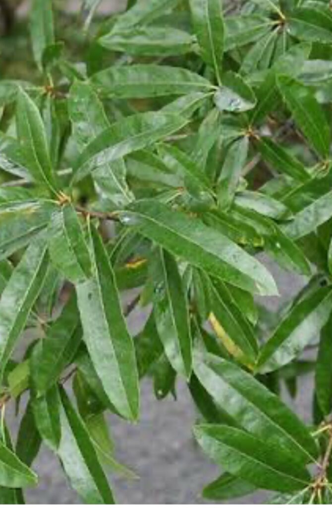 Willow Oak