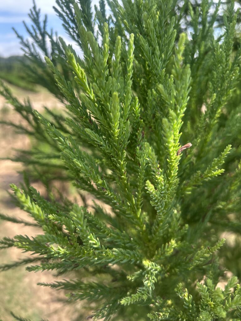 Yoshino Cryptomeria