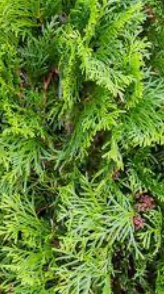 Degroot’s Spire Arborvitae