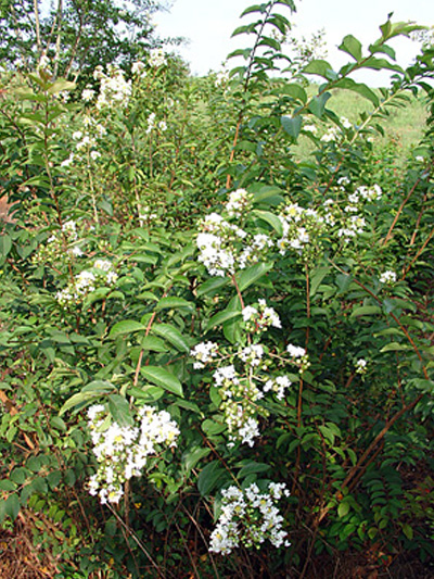 Sarah’s Favorite Crape Myrtle