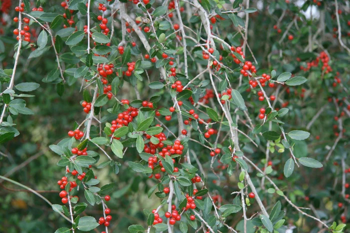 Upright Yaupon Holly