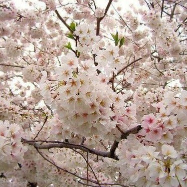 Yoshino Cherry
